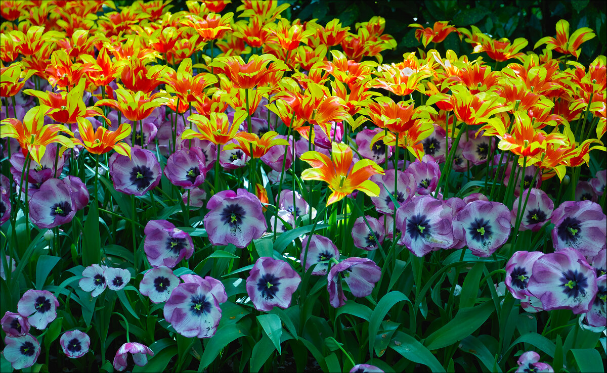 Цветочный ковёр Кекенхофа. - Валерий Готлиб