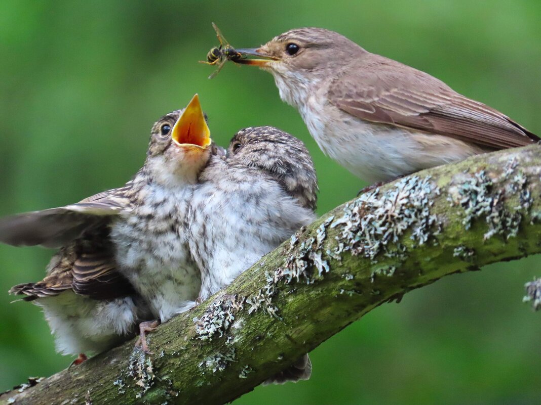 Осика кому!!! - Ольга Митрофанова