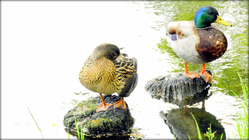 Кряквы, семейная пара - Сергей 