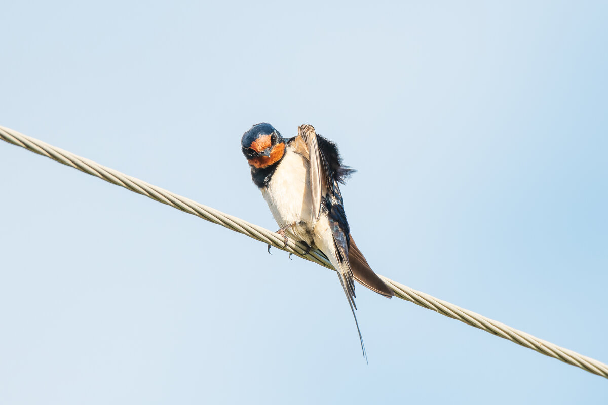 Ласточка заглядывает в нагрудный кармашек своего фрака - Дарья Меркулова