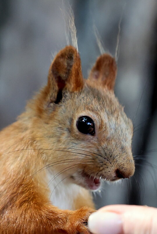 Удивление - Александр Кондаков