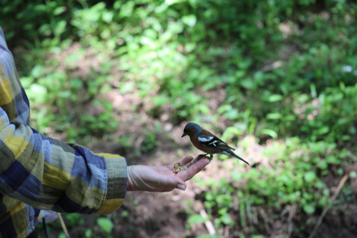 Щегол-дружба. - Александр Кондаков Щегол-дружба. - Александр Кондаков