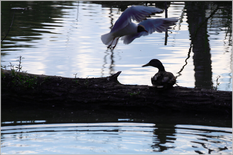 Летний вечер - Сергей Премонишын
