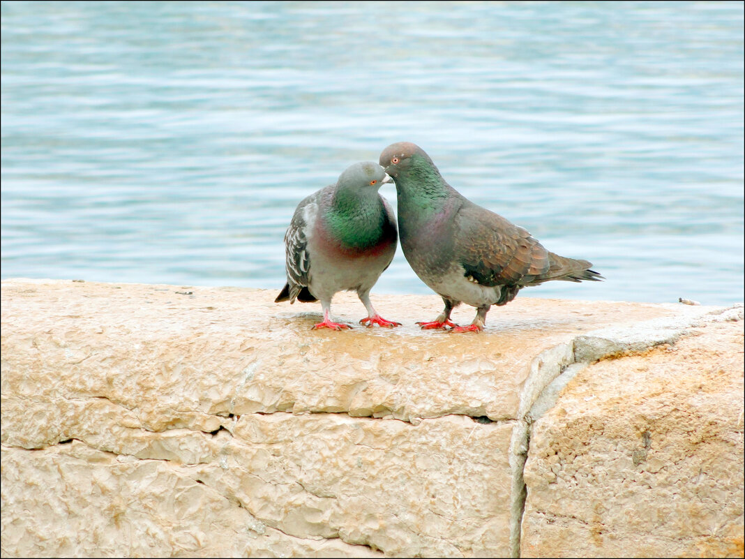 любовь - Ольга 