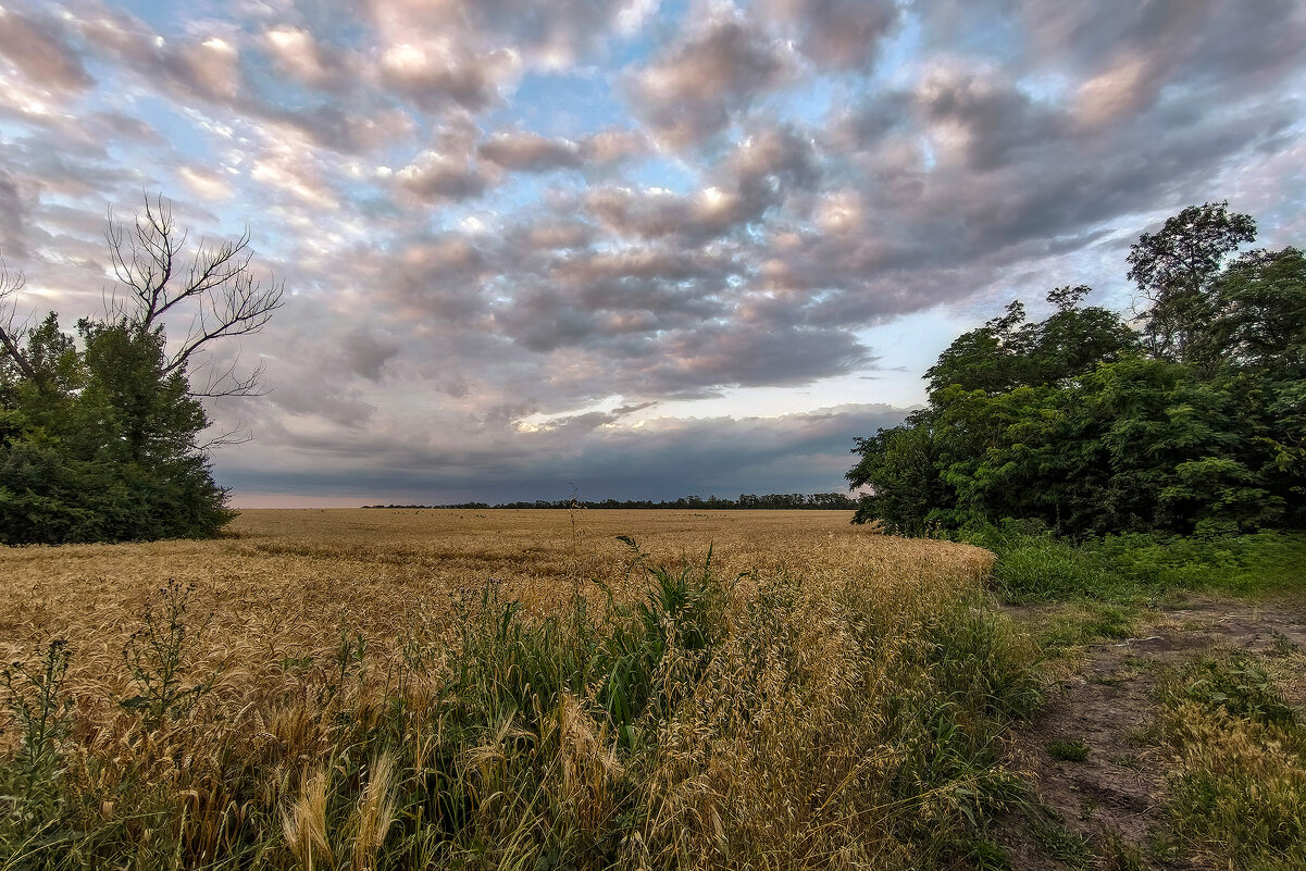 Поле в пасмурный вечер - Валерий Ткаченко
