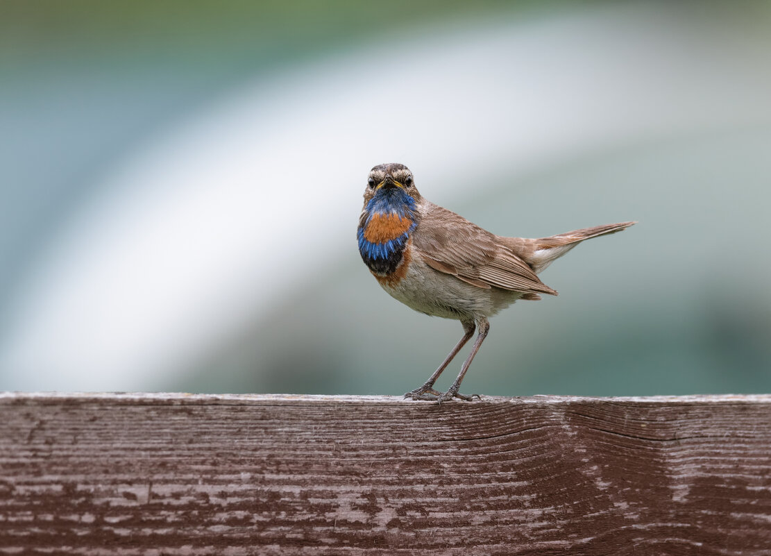 НАБЛЮДАТЕЛЬ - Володька Завитушкин