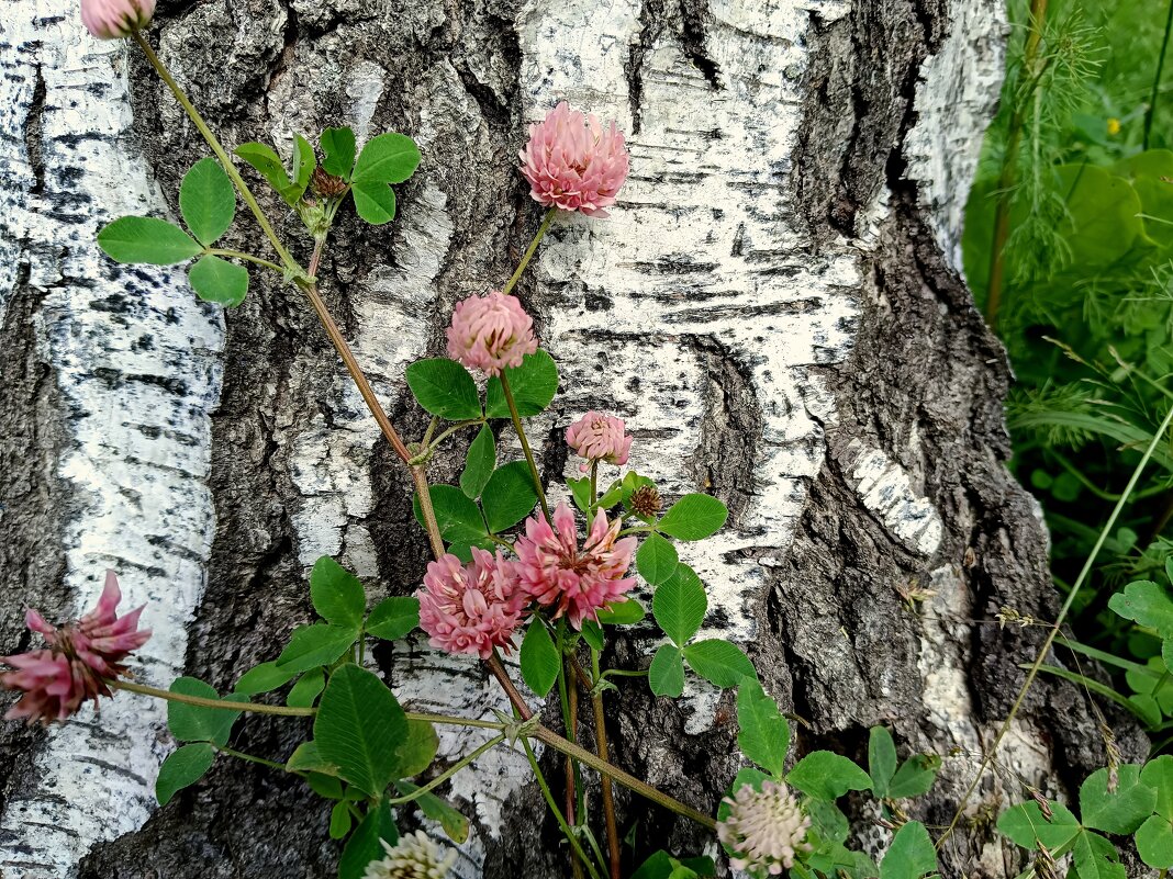 Природный натюрморт - Мария Васильева