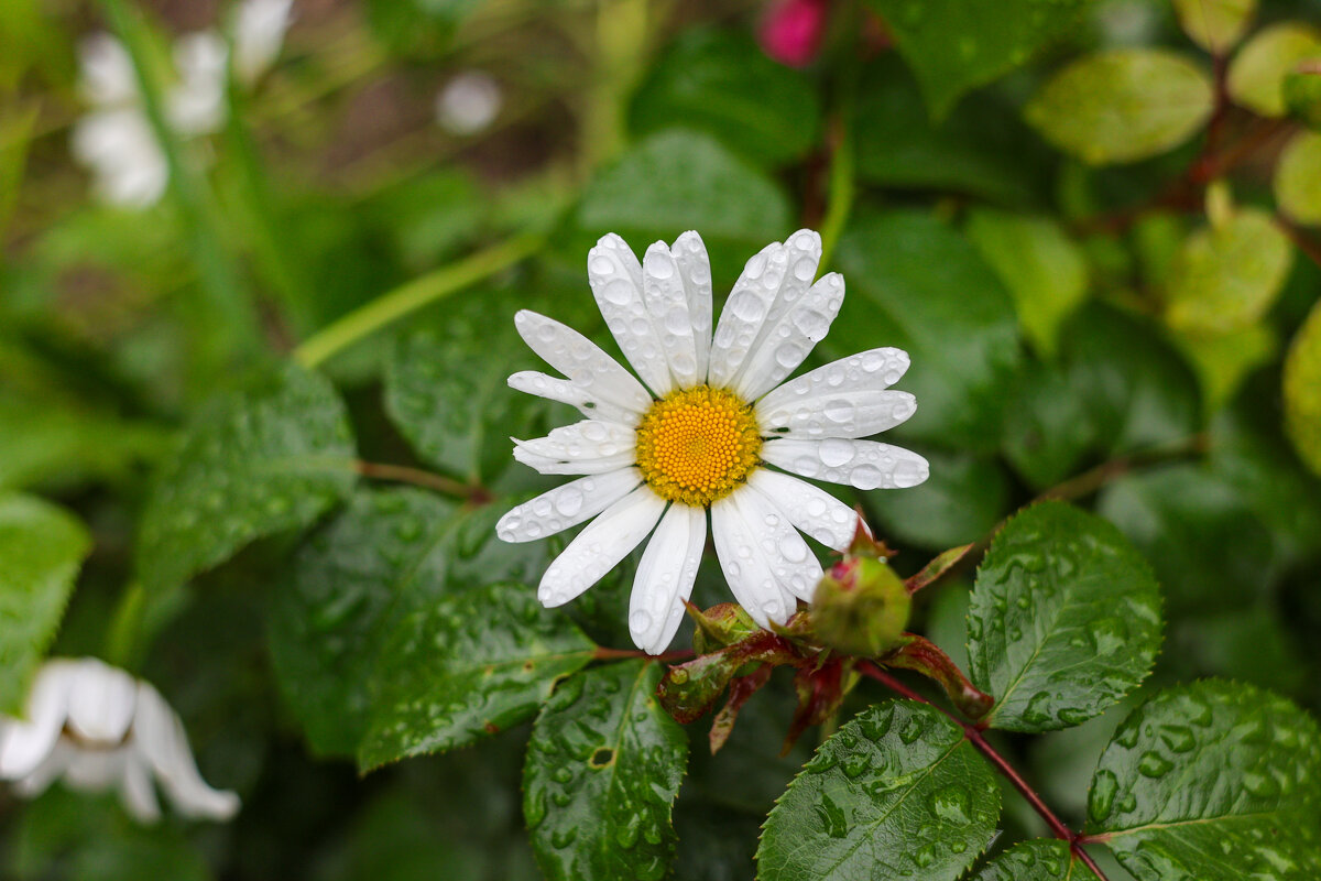 Ромашка - Марина Мамаева