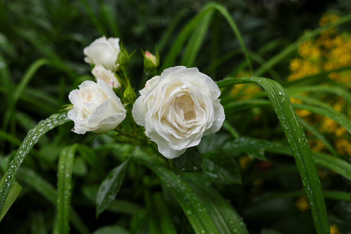 Монастырские цветы - Марина Мамаева Монастырские цветы - Марина Мамаева