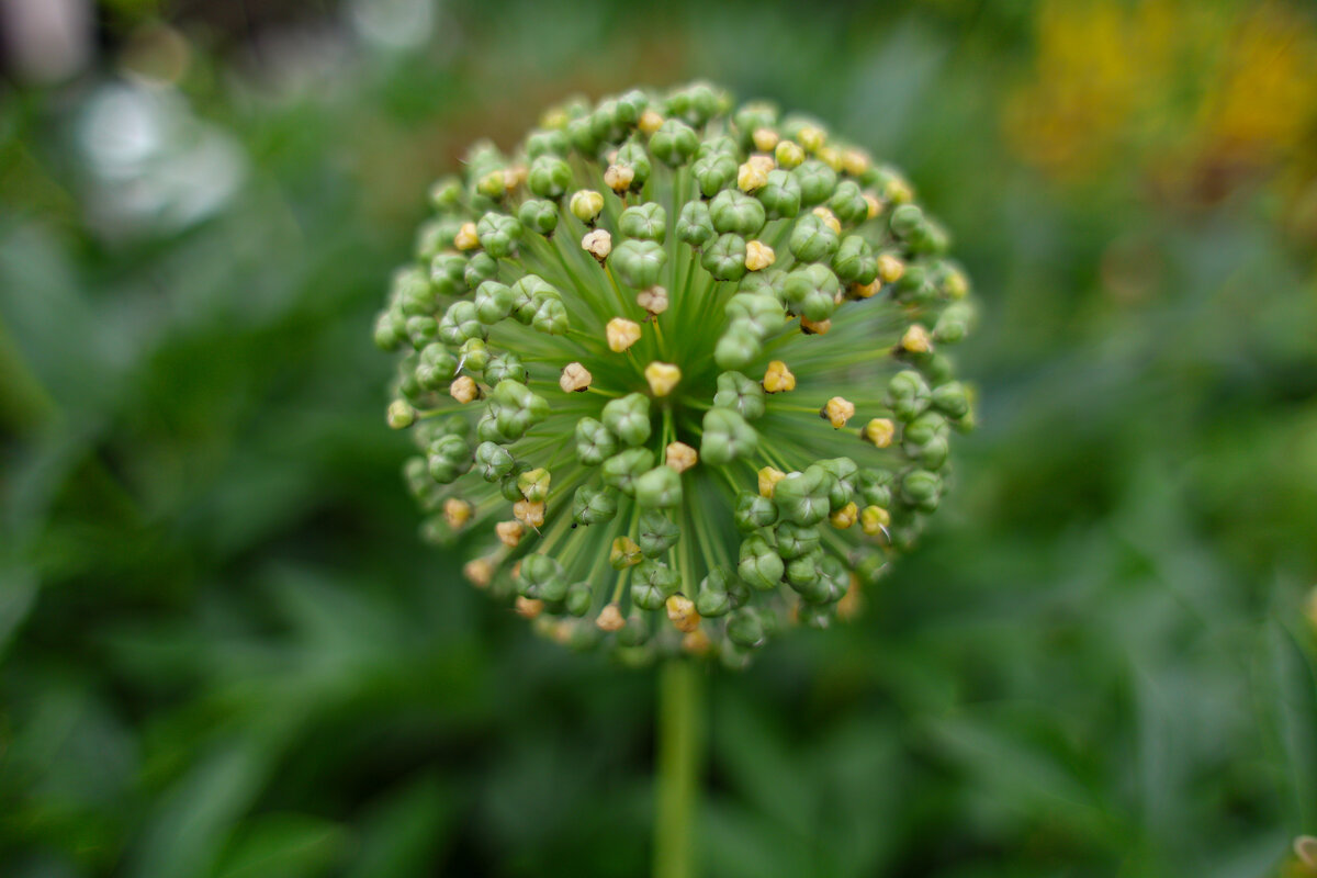 Лук - Марина Мамаева