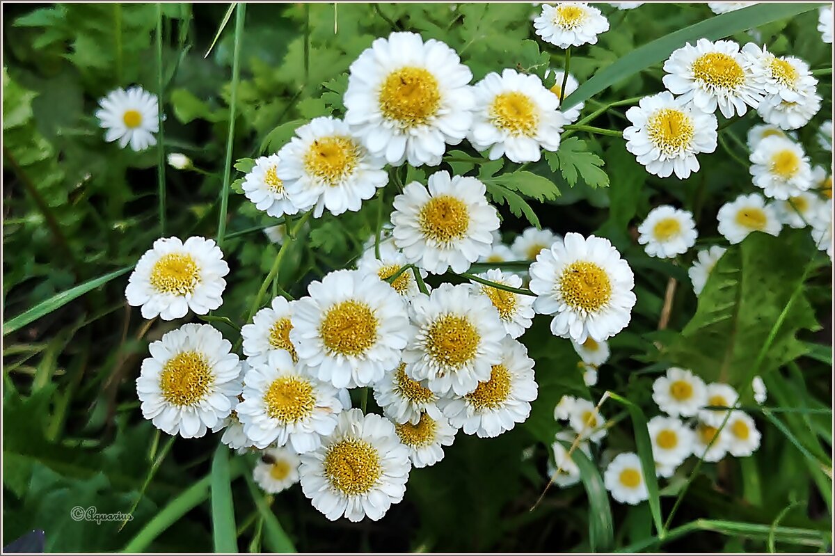 Цветы... - Aquarius - Сергей