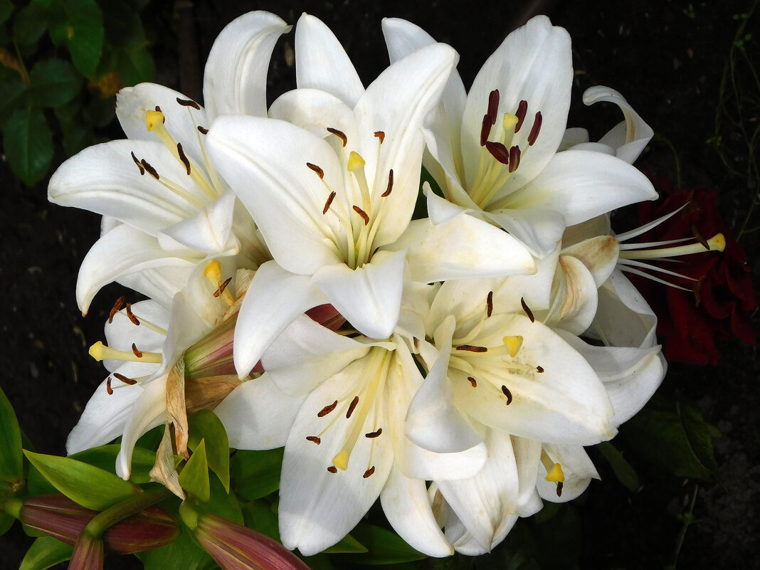 Лилии белые - Наиля 