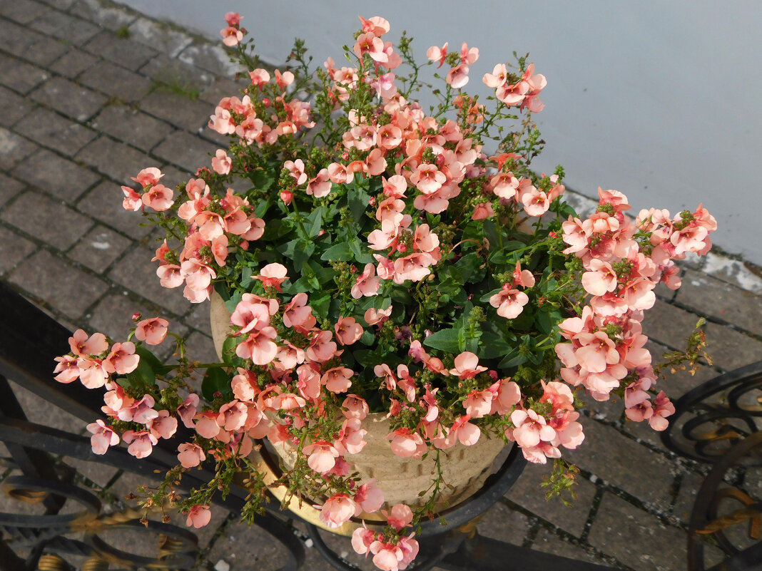 Дииасция ампельная - Наиля 