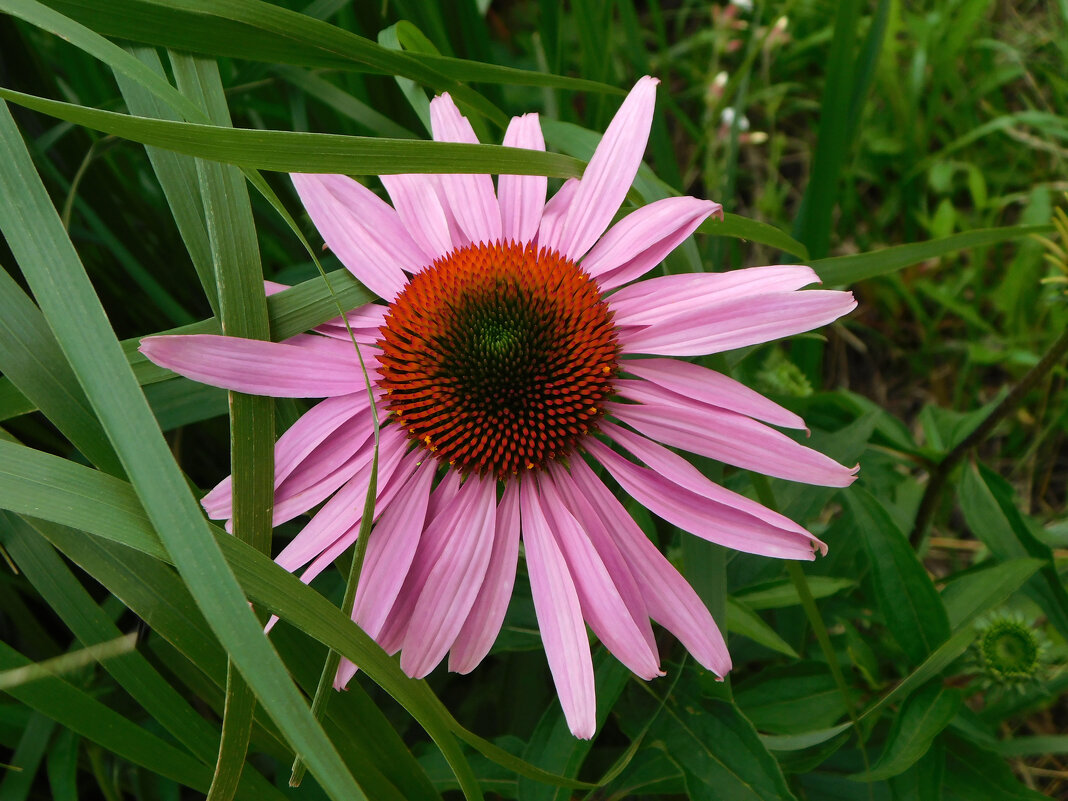 Эхинацея пурпурная - Наиля 