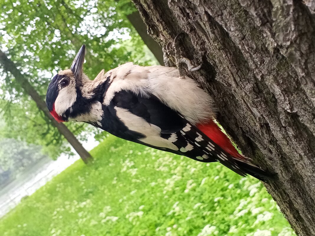 Дятел - Сапсан 