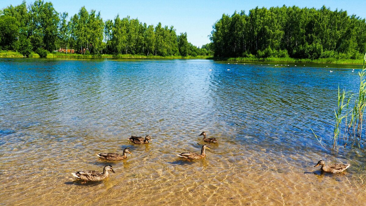 Смоленщина в июле. - Милешкин Владимир Алексеевич 