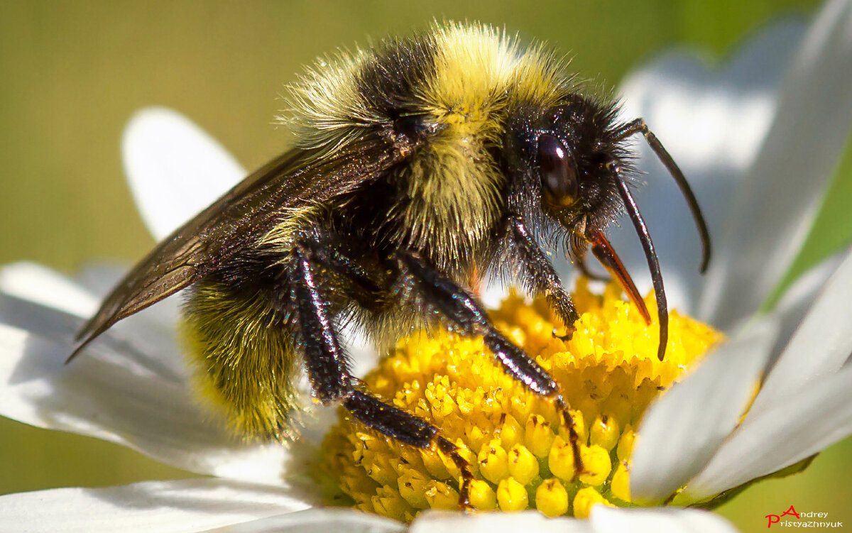 На цветке - Андрей Пристяжнюк