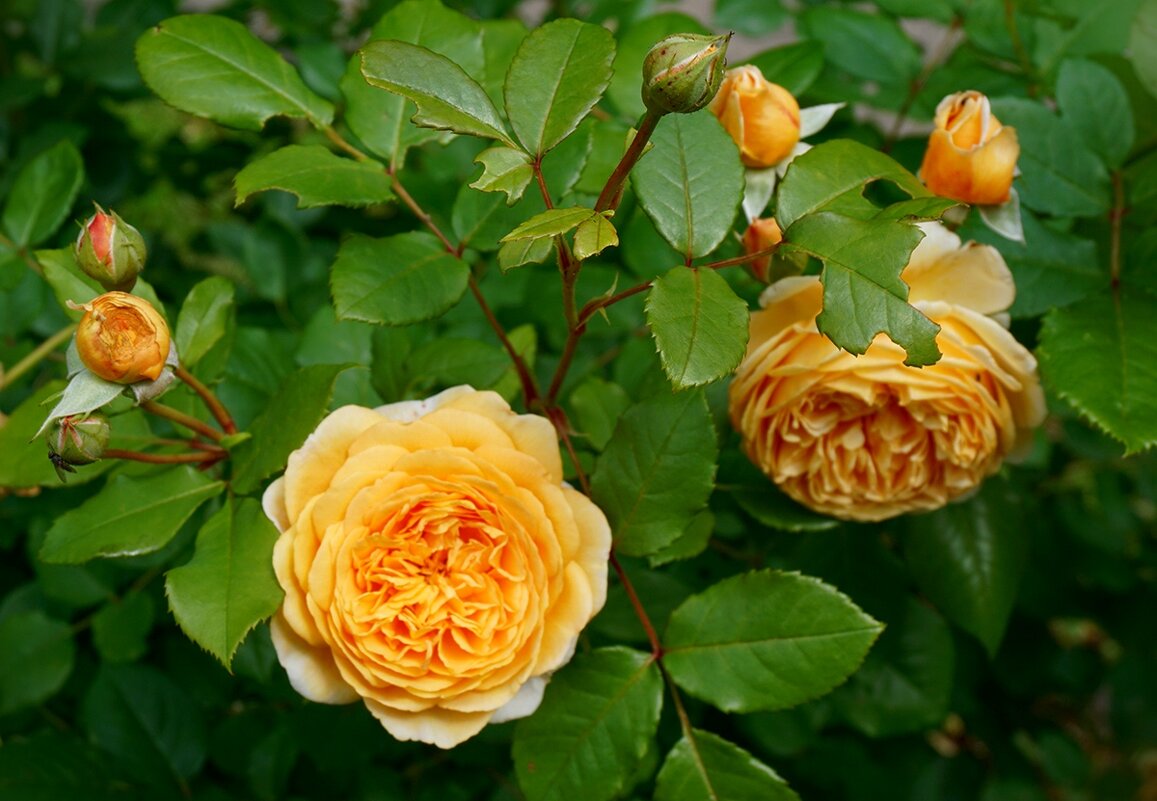 Летние розы - Ольга 