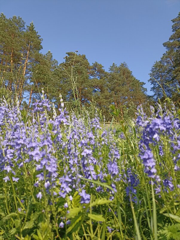 Неба синева - Pippa 