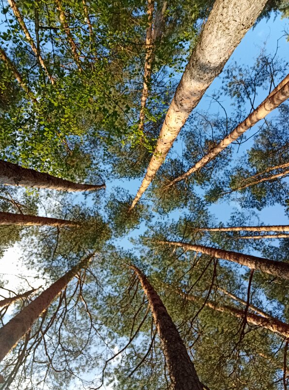 Неба синева - Pippa 