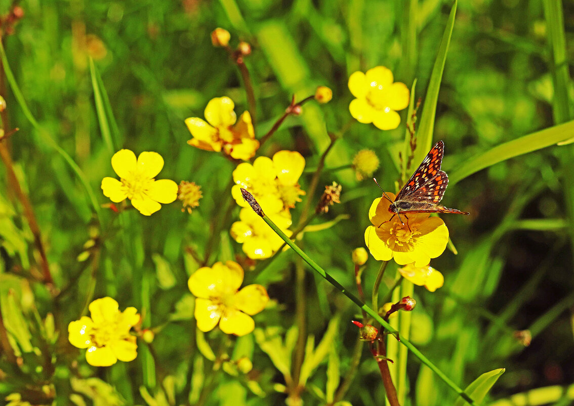 Июнь...Бабочка на цветке лютика едкого! - Владимир 