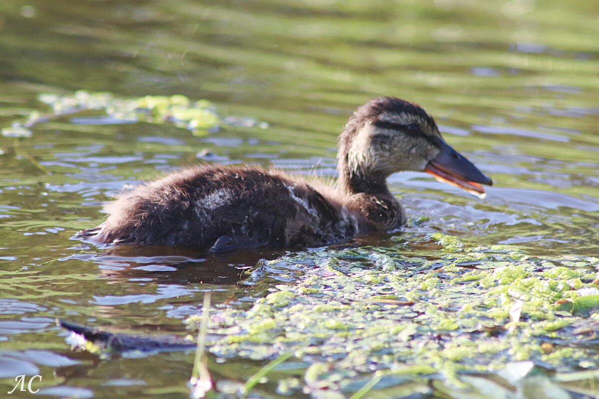 Отстал немного - Любовь Сахарова