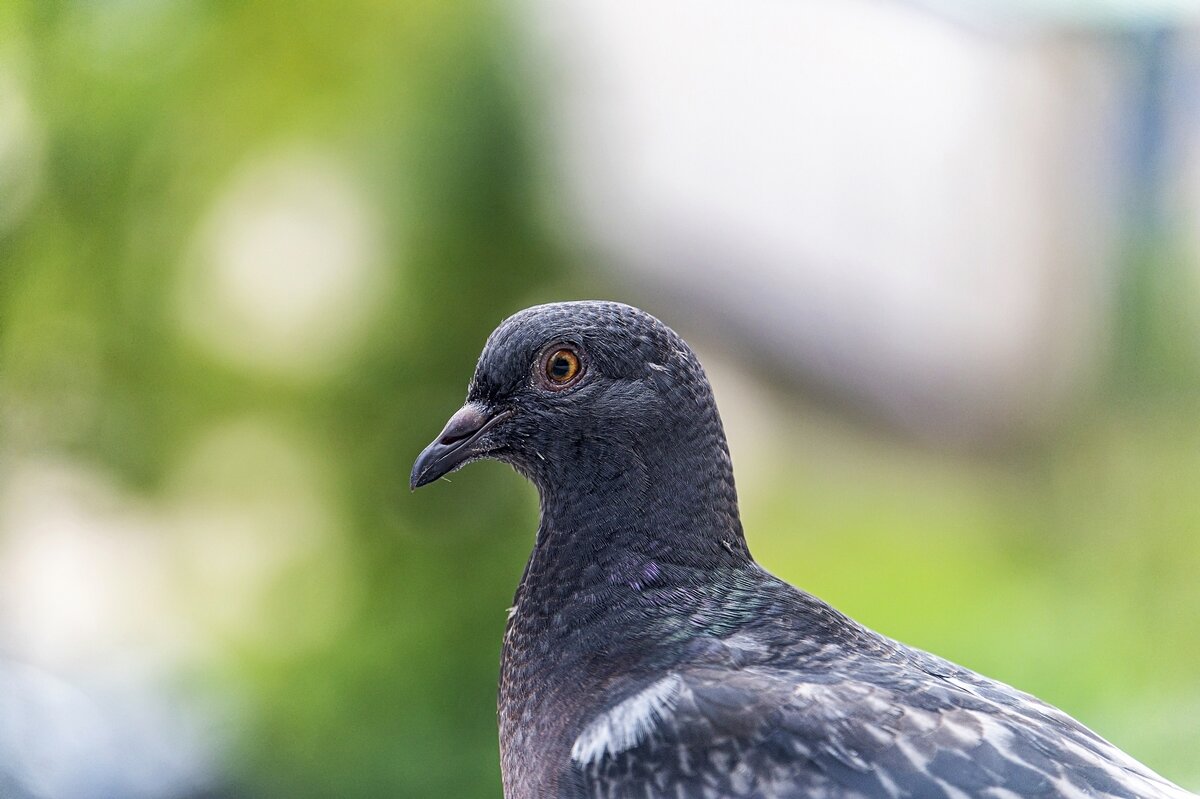 В профиль - Валерий Иванович