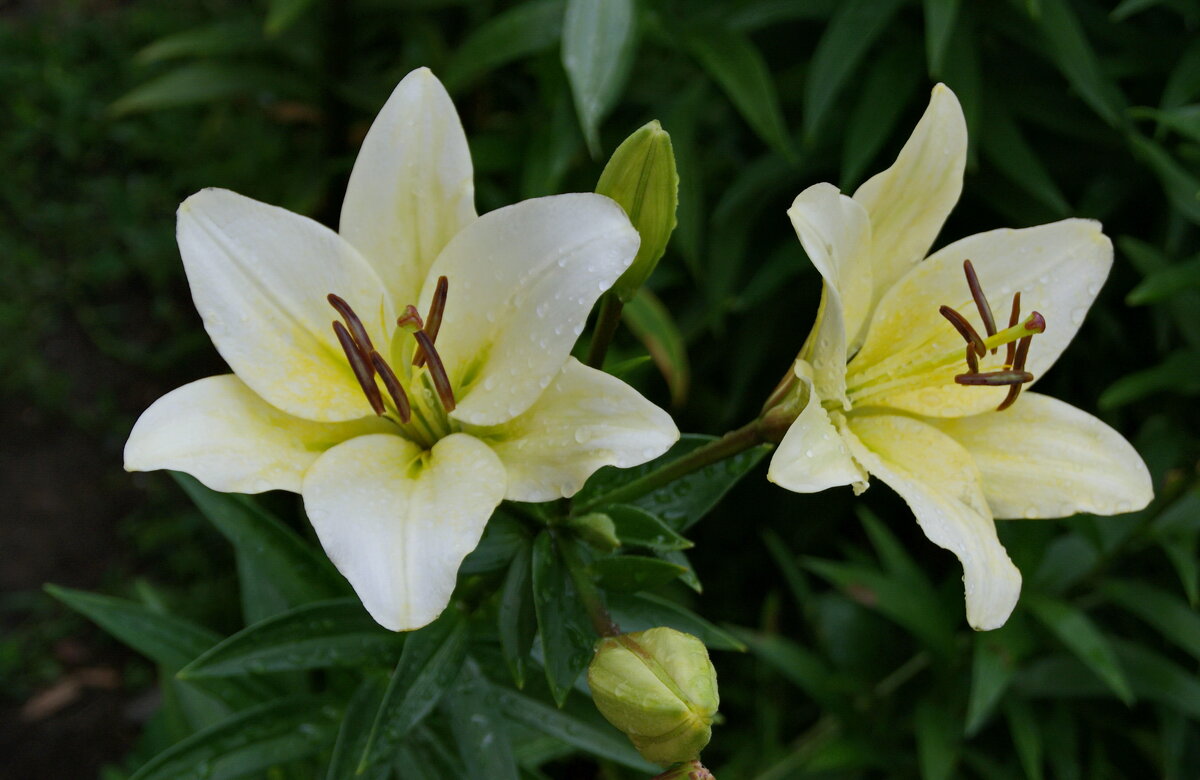 После дождя. - сергей ермошкин После дождя. - сергей ермошкин