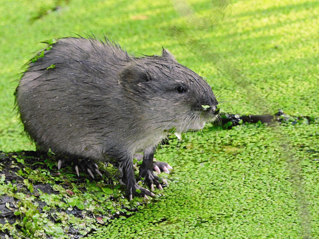 Малыш ондатры - Лина 