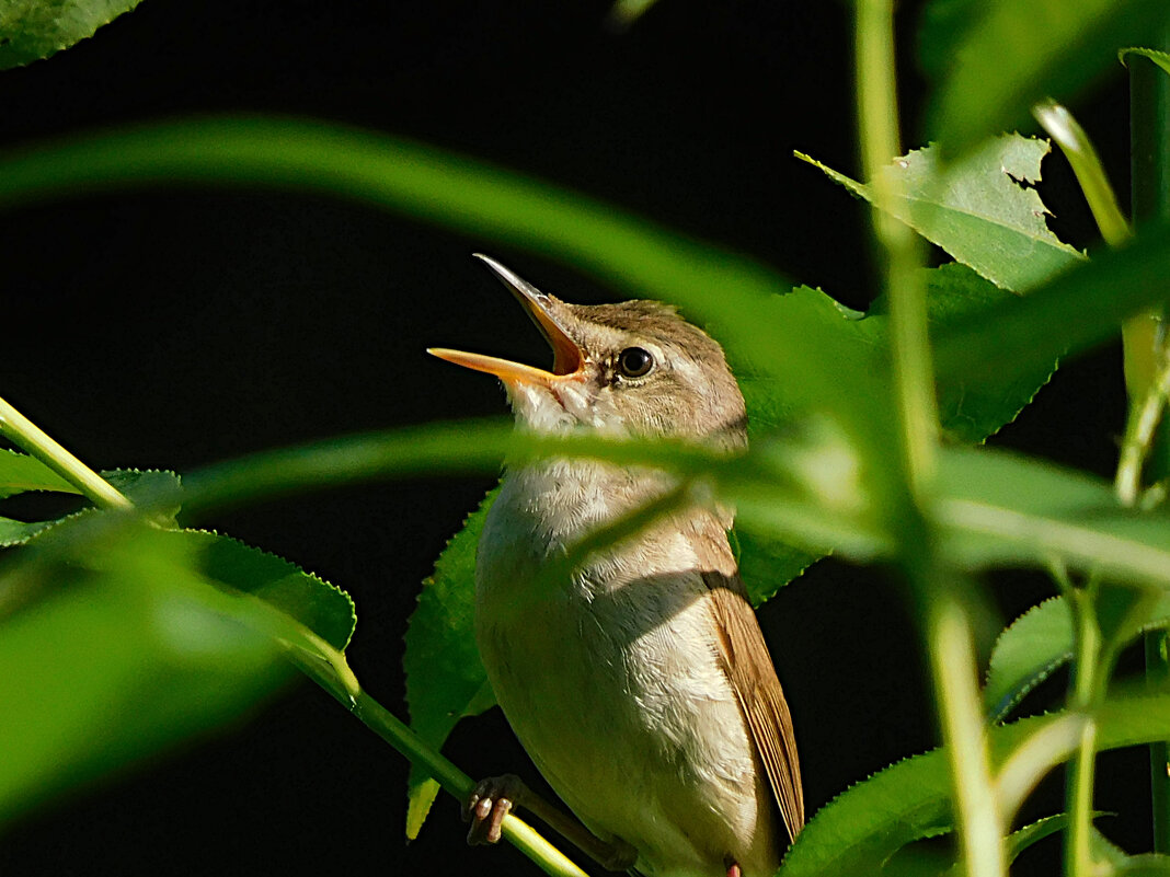 Камышовка - Лина 