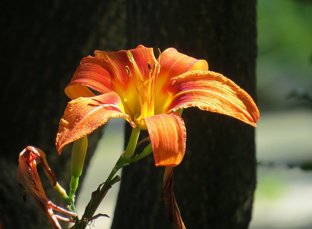 Солнечное настроение - Natali 