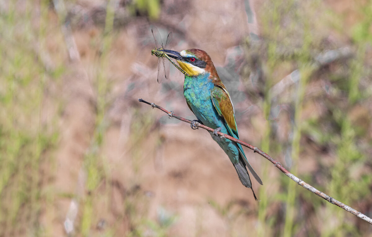 щурки. - юрий макаров