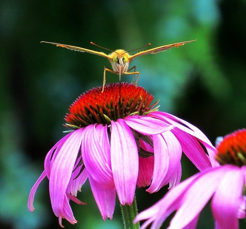 Эти глаза напротив ...^__^ - Natali 