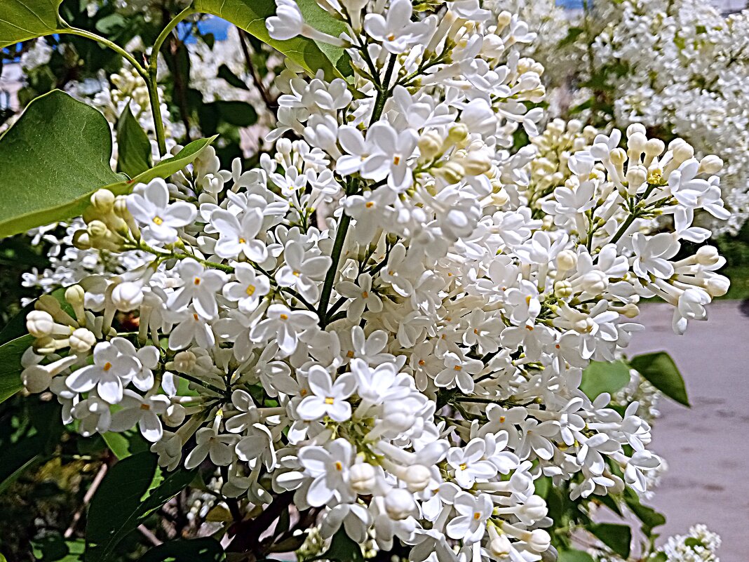 Сирень. - Владимир Драгунский