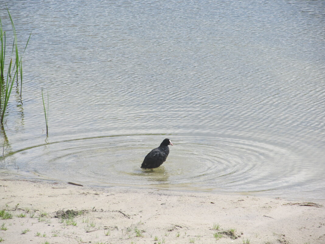 Усманка  Воронеж чудесная окраина - Елена Шаламова