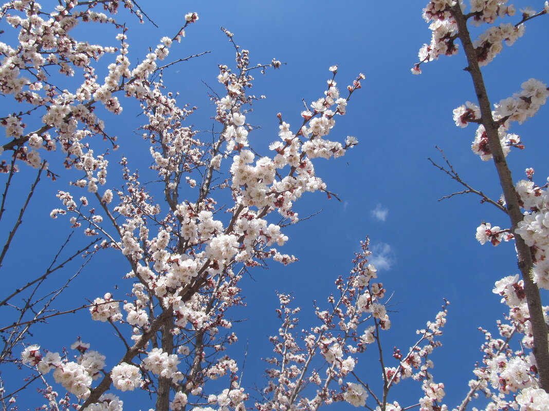 про май - Елена Шаламова