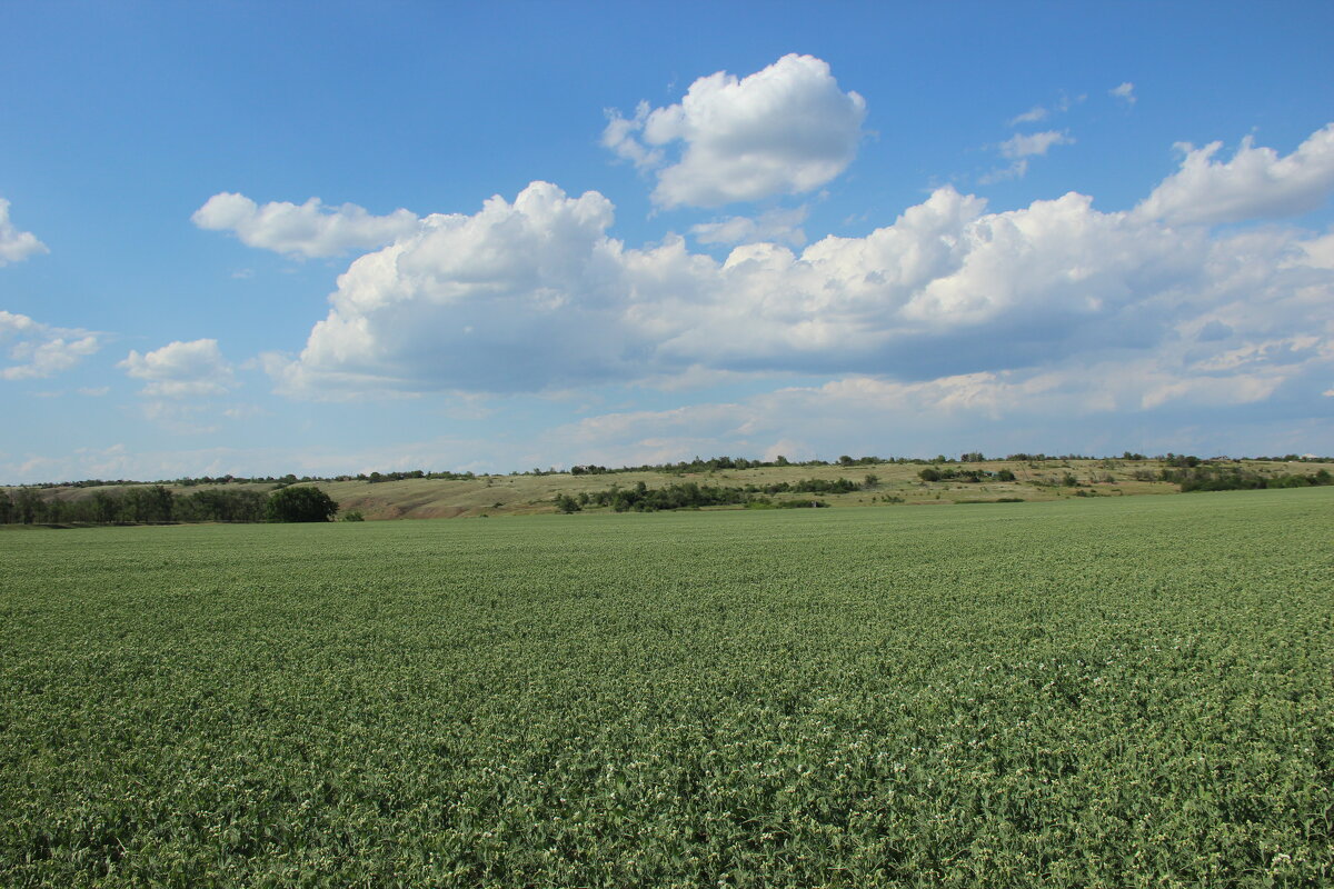 В степи. - Виктор 