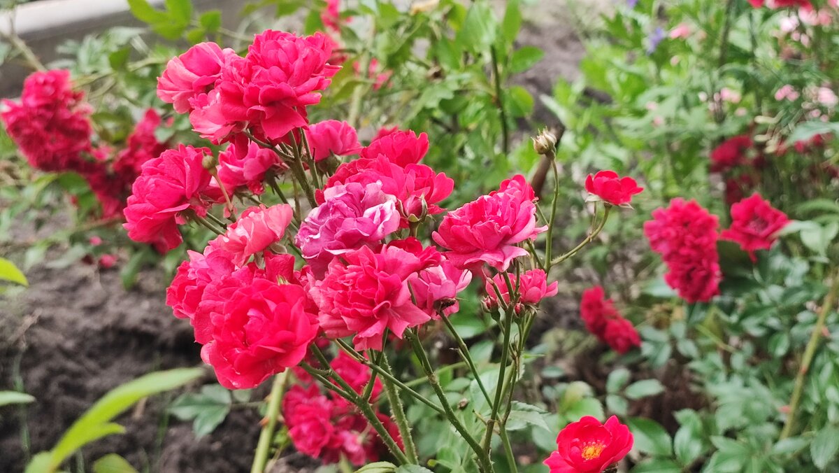 ,,, - Сергей Тимоновский