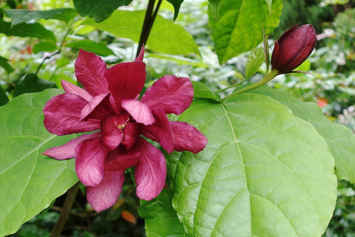 Каликант - Рита Симонова