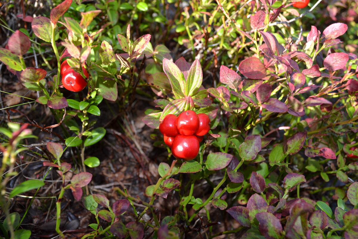 Ягодки - Ольга 