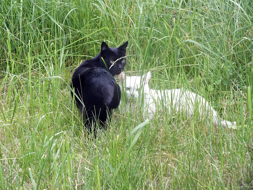 Инь и Янь - Зоя Мишина