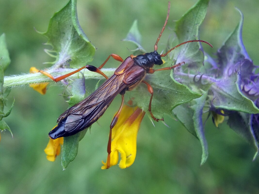 ** - Зоя Мишина ** - Зоя Мишина