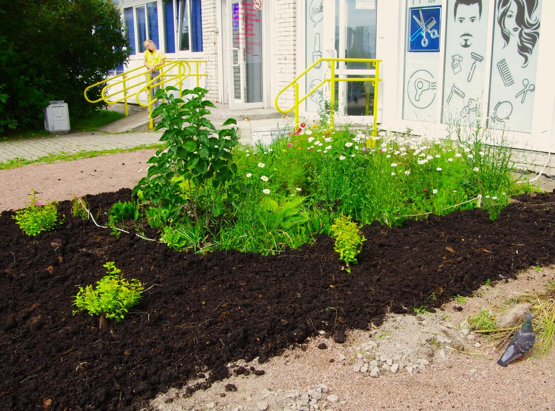 "Ромашки спрятались...", НЕТ не спрятались, наоборот ! - Юрий Куликов