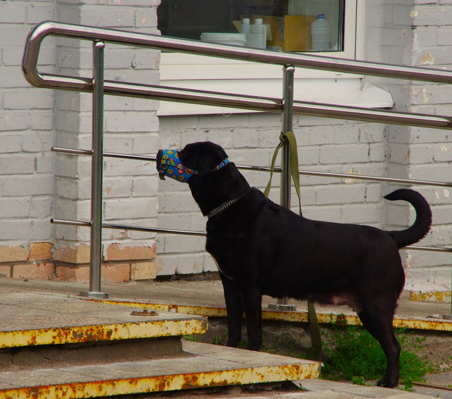 Первый раз увидел собаку в наморднике (сидя дома - не удивительно) :) - Юрий Куликов Первый раз увидел собаку в наморднике (сидя дома - не удивительно) :) - Юрий Куликов