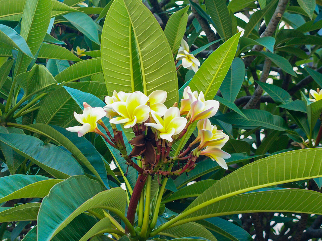 Плюмерия. - Argaman Табашник