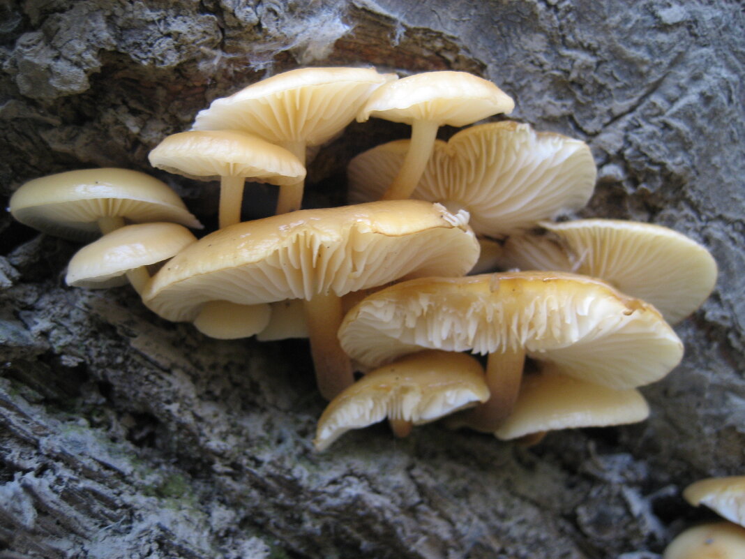 Грибочки ) - Anna Ivanova Грибочки ) - Anna Ivanova