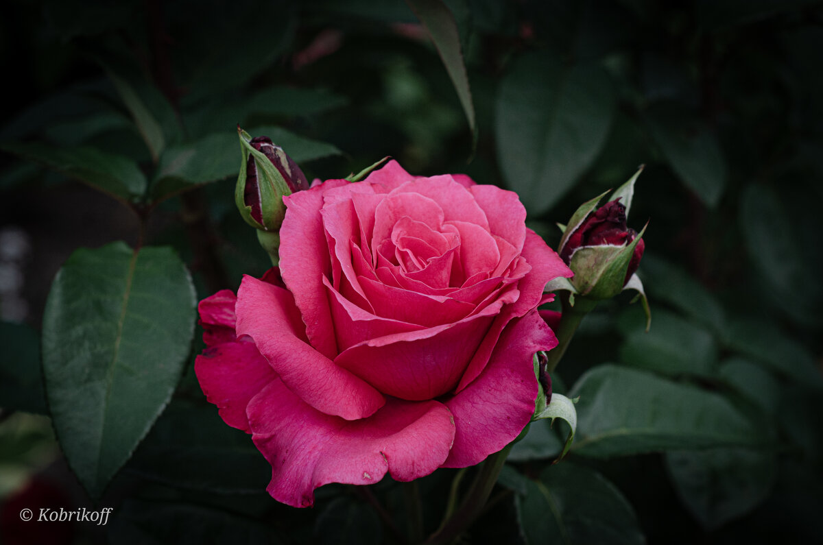 Дачные зарисовки - Андрей К