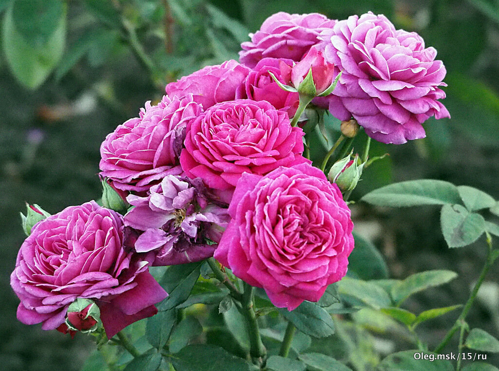 они на радость нам даны - Олег Лукьянов они на радость нам даны - Олег Лукьянов