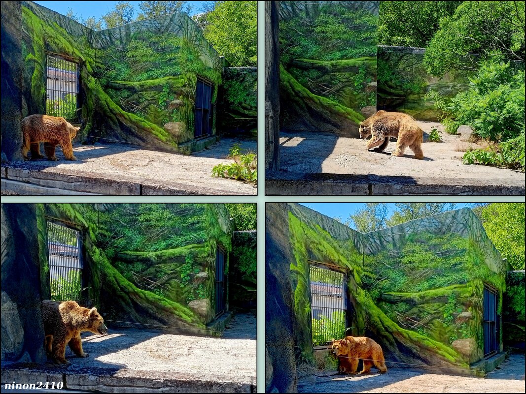 Лето в ростовском зоопарке - Нина Бутко