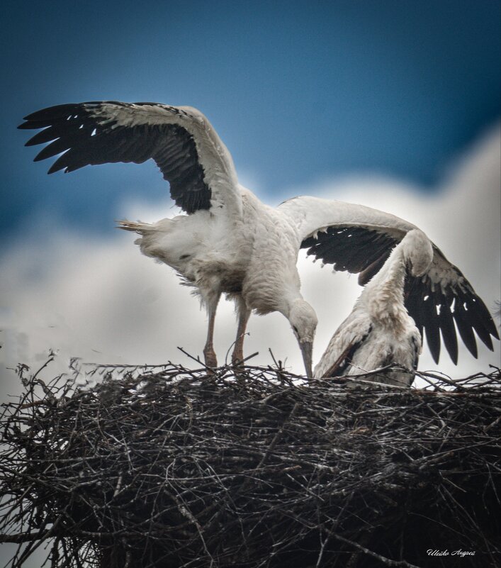 Семья аистов - Андрей Шейко